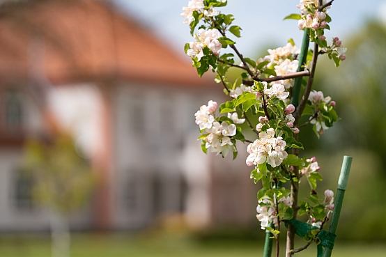 Ikgadējā Saeimas pavasara talka Jāņa Čakstes dzimtas mājās "Auči"