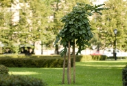 Speakers of parliaments and former Supreme Council members to plant trees in Jēkaba Square to commemorate 21 August